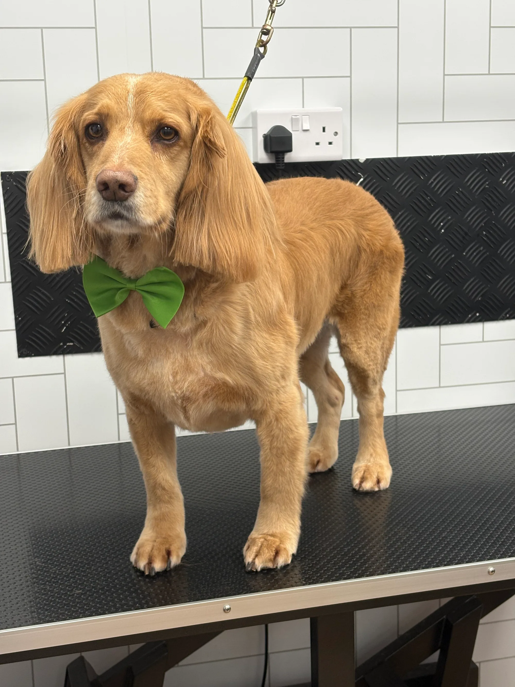 A dog groomed by JJ -finished off with a bow tie