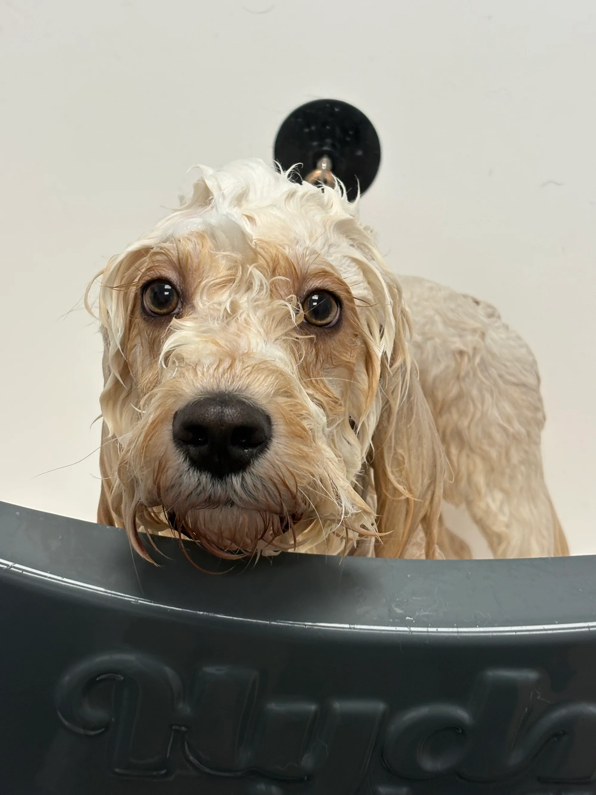 A dog groomed by JJ: mid-bath, taking it slowly